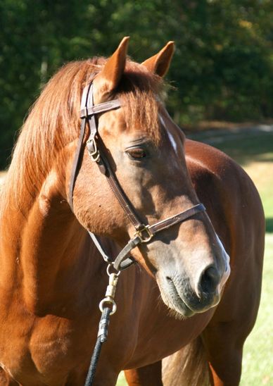 Brown horse with bridle outdoors.