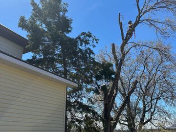 A person climbing a tree near a house on a clear day.