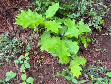 Young oak tree sapling with bright green leaves in forest soil.