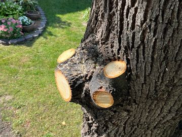 Tree trunk with freshly cut branches in a garden.