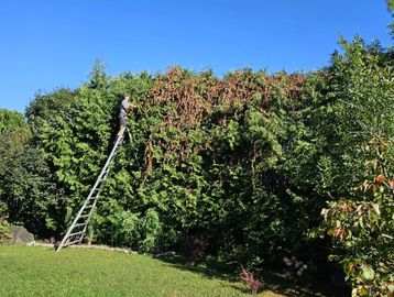 Person trimming tall bushes using a long ladder on a sunny day.