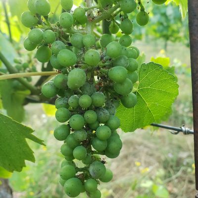 Cluster of unripe green grapes on the vine in sunlight.
