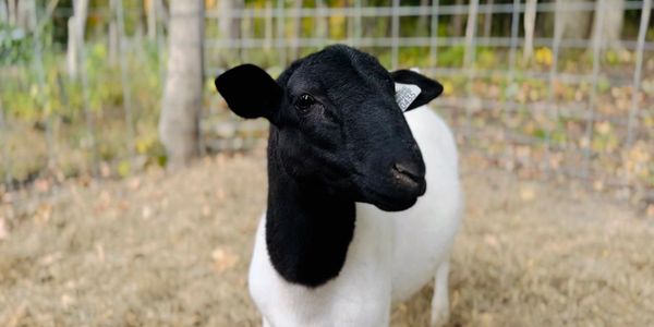 Fullblood Dorper Ram that is used to produce lamb crop. 