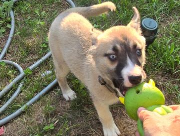 Puppy number one otherwise known as Luna is extraordinarily playful and loving. She loves to be snug