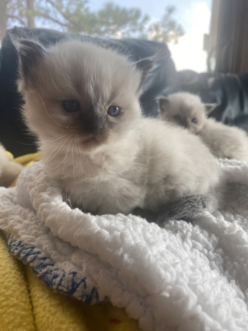 AVAILABLE KITTENS