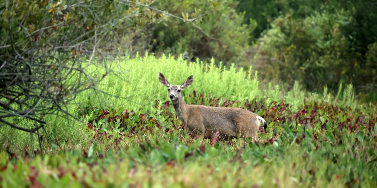 A deer standing in a green field.