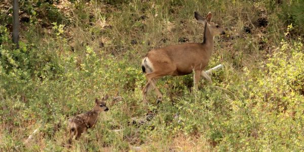 Doe and fawn walking through grass and bushes.