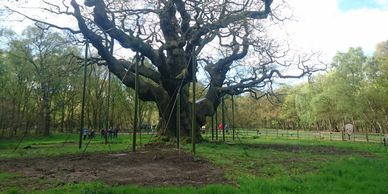 Tree Radar featuring on Springwatch to take a look at the rooting system of the famous'Major Oak'