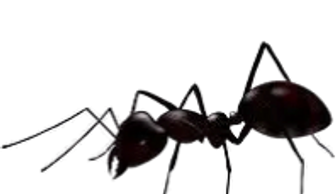 Can Blaster keep ants out of your trash cans. Can Blasters are the preferred Trash Can Cleaner.