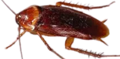 Keep roaches out of your trash cans. Can Blasters is the preferred Trash Can Cleaning Services 