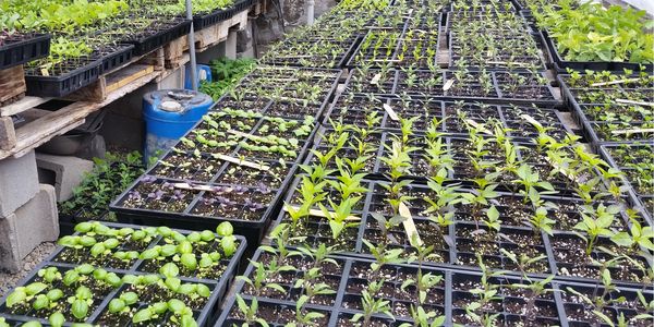 Rows of seedlings growing in trays inside a greenhouse nursery.