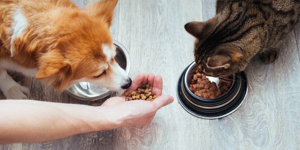 A dog and cat in their home being fed by Nielsen Concierge