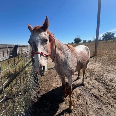A white horse with a red halter standing by a metal fence on a sunny day.