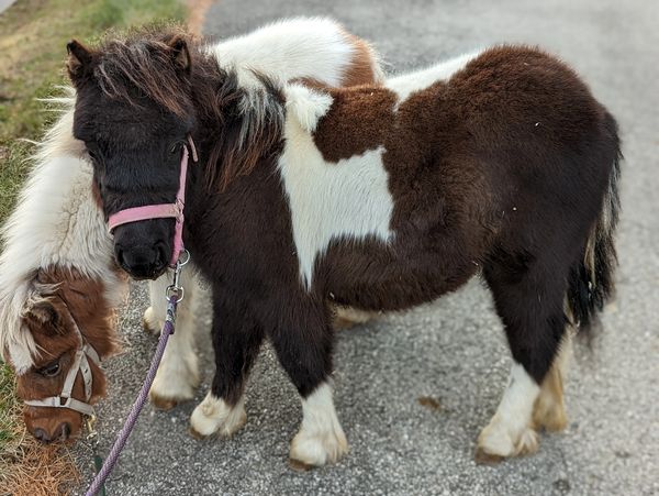 Tiny Treasures The Cutest Baby Horses For Sale Near You - t8i2171