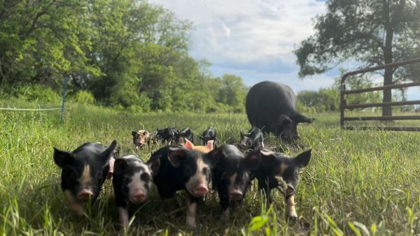 A group of piglets walking on green grass with a pig in the background.