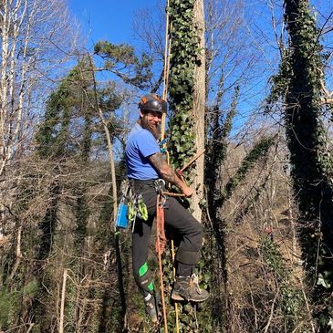 Man climbing a tree using ropes and safety gear in a forest.