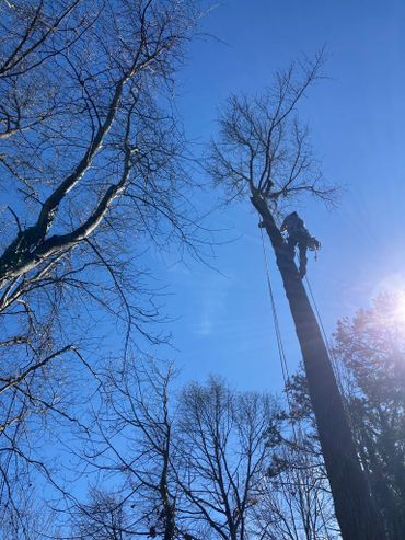 Tree climber working on a tall tree against a clear blue sky.