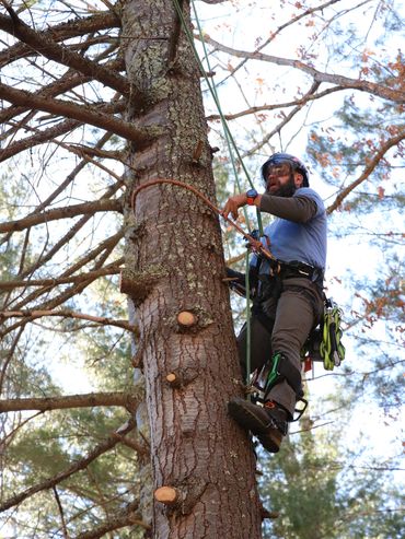 Man climbing a tree using safety gear and ropes.