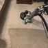 A dirty carpet being cleaned