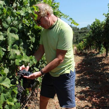 John Gilpin, owner and winemaker checking the ripeness of the Merlot grapes.