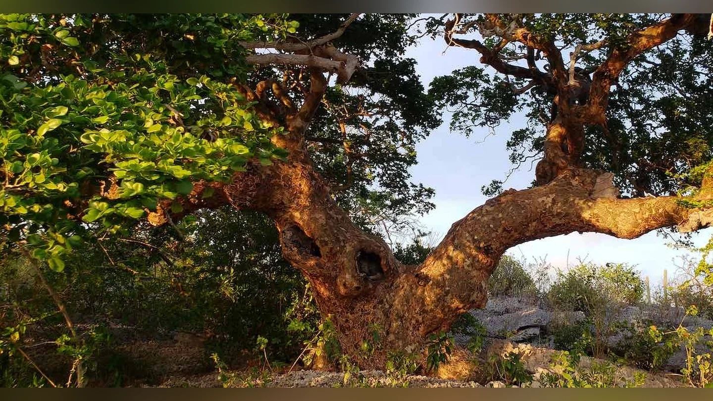 Een grote oude boom met dikke takken en groene bladeren.