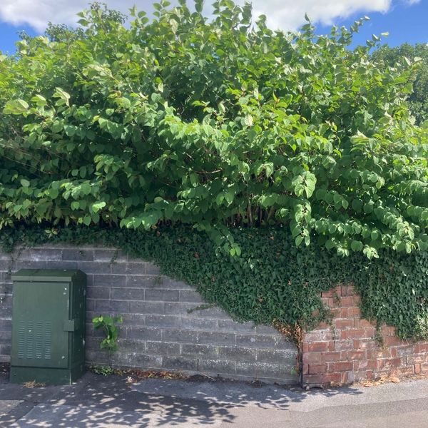 Japanese Knotweed growing through stone wall Llanelli Carmarthenshire Wales treatment removal 