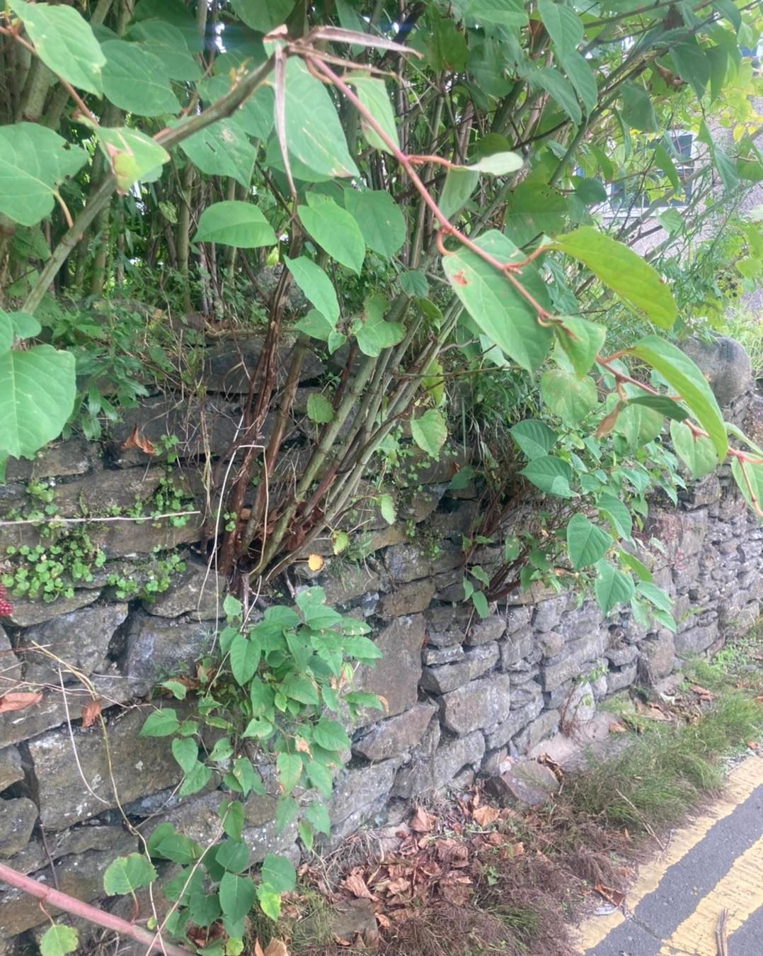 July Japanese Knotweed Treatment