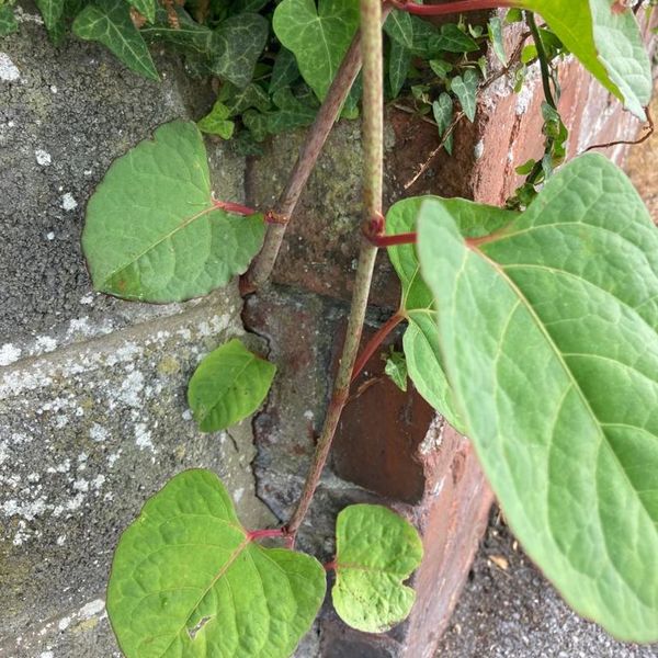 Japanese Knotweed growing through a crack in a breeze block wall in Torfaen Wales. Removal Treatment