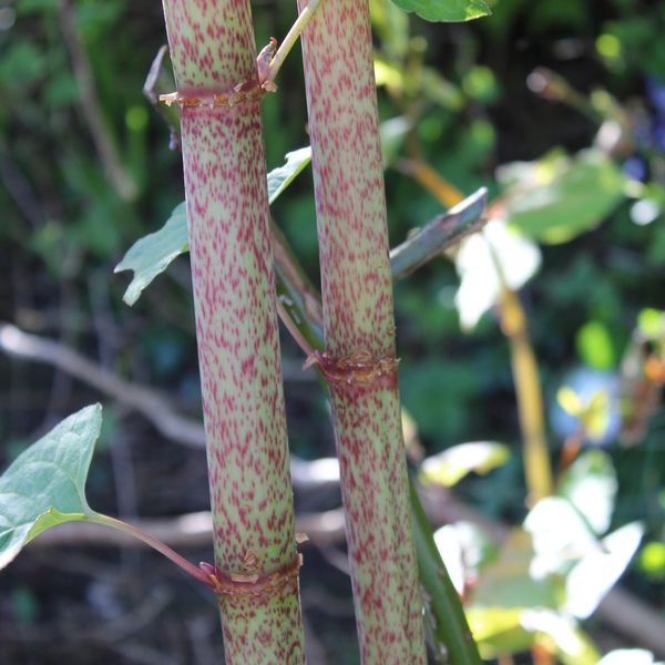 Japanese Knotweed canes red speckled treatment removal survey development growth Wales Swansea 