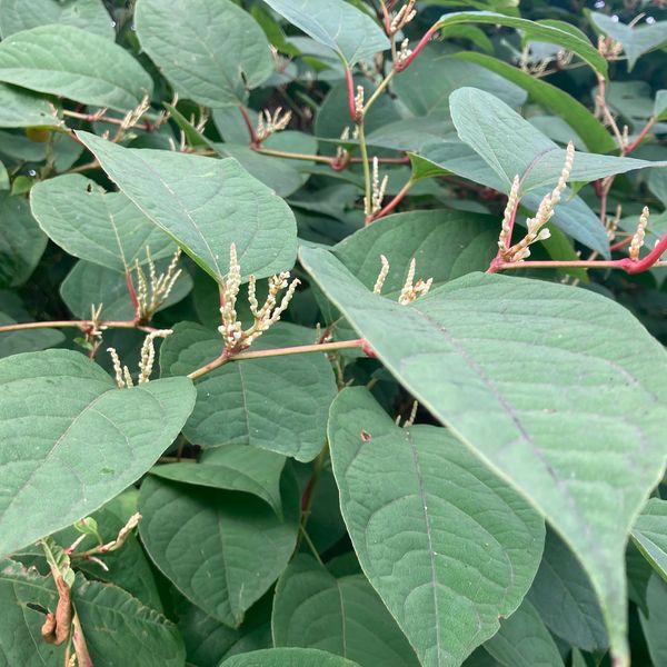 Japanese Knotweed in Merthyr Tydfil flowering treatment removal survey