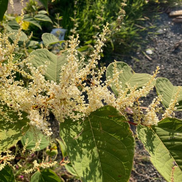 Japanese Knotweed White creamy cluster flowers treatment removal survey Wales Swansea Cardiff 