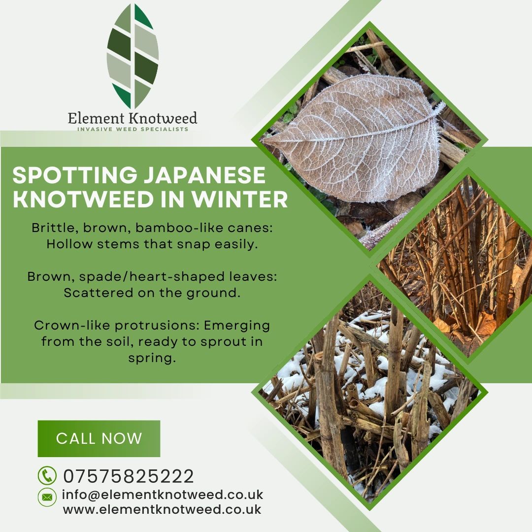 Identifying Japanese Knotweed in Winter