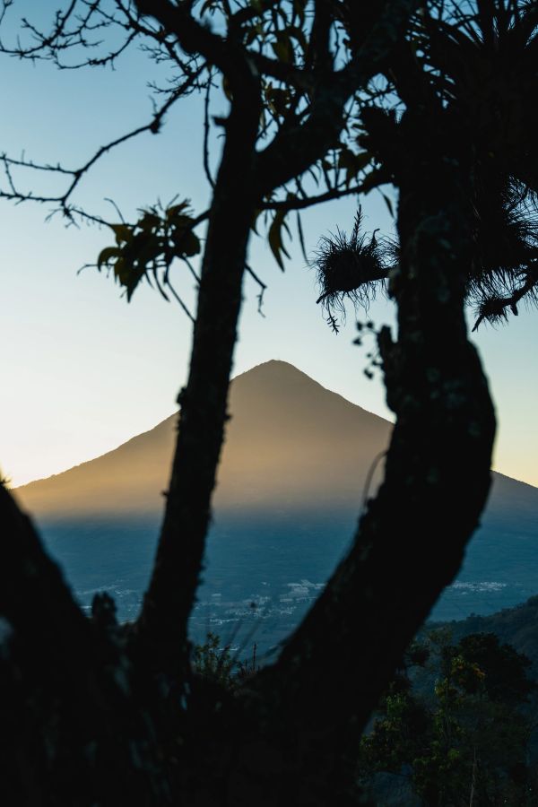 Mountain sunrise through trees