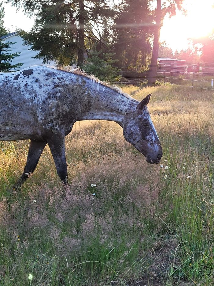 Appaloosa, gray and white with black spots., walking in a field with flowering grass and daisies