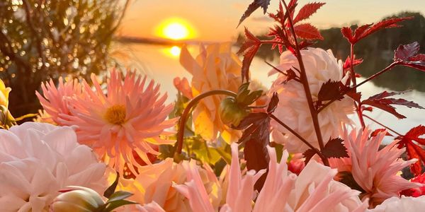 Dahlias and a sunset of the Potomac River in St. Mary's County, MD.