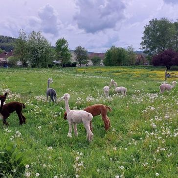 Wunderschöne Fohlen Im Sommer Wanderungen in Oberfranken und Frankenwald Hochfranken Naila Hof