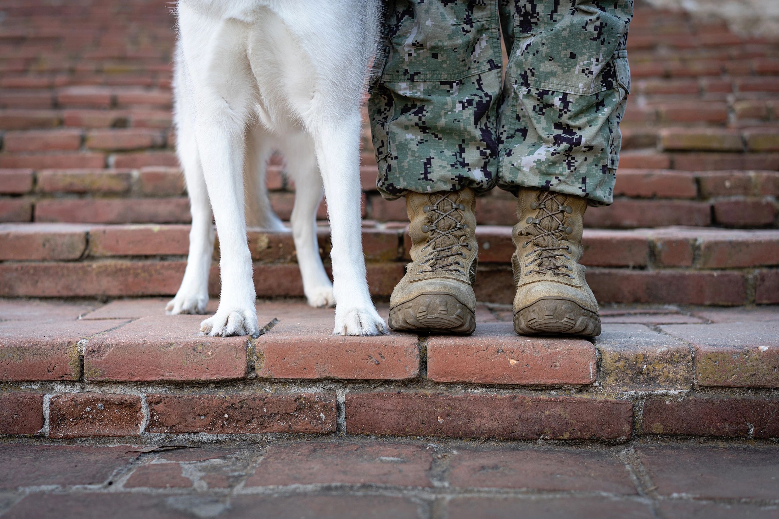 Find Reliable Dog Boarders for Deployed Military Personnel