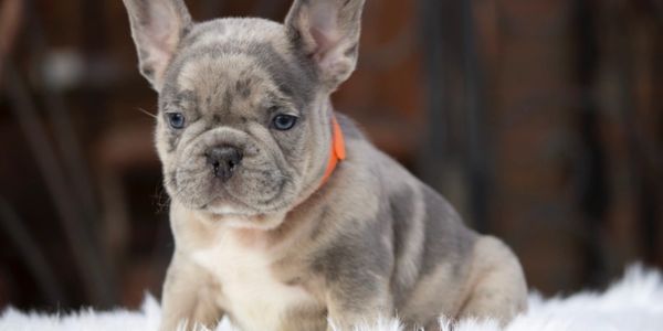 French bulldog merle color with white
