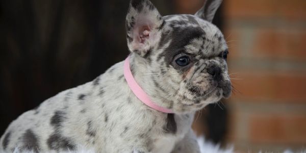 French bulldog puppy for sale merle color by Frenchien bulldog kennel