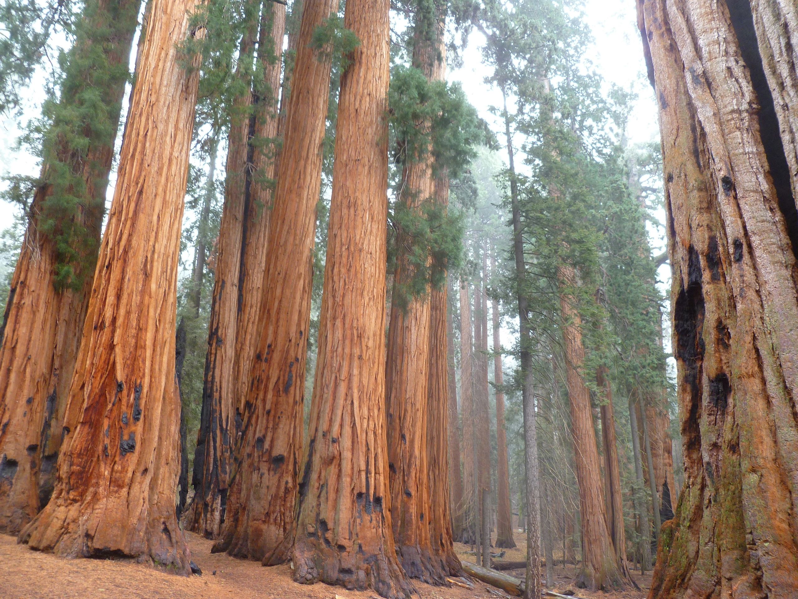 Tree Service and Irrigation - Loneconeassociates