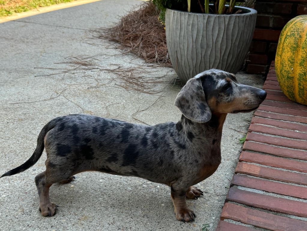 Miniature Dachshund
Dapple
Puppies
Puppy
For sale
Adoption