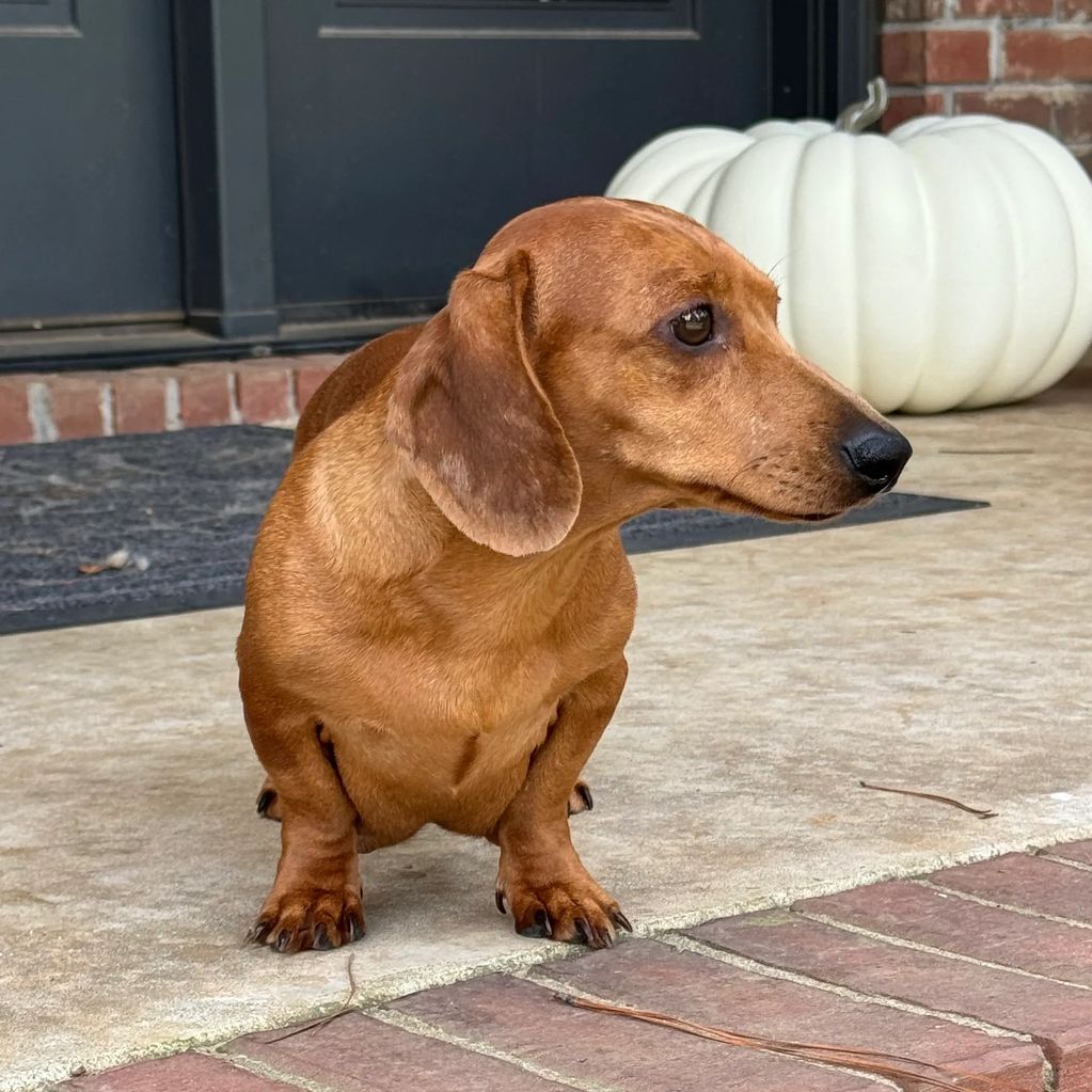 Short hair miniature Dachshund
Red Dapple 
Miniature Dachshund Puppies for sale