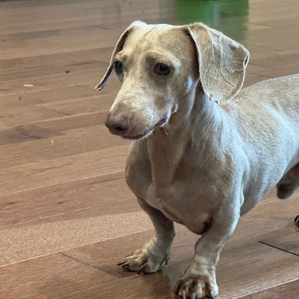 Miniature Dachshund puppies for sale isabella and tan