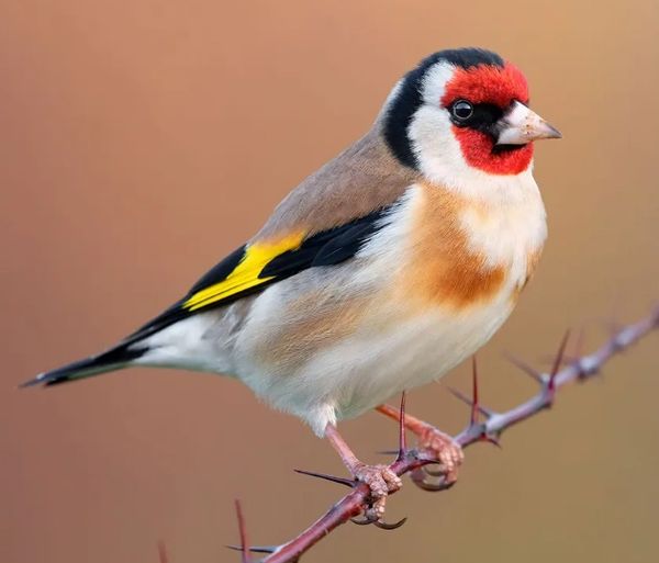 Goldfinch sitting on a twig