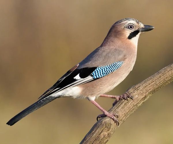 Jay sitting on a branch