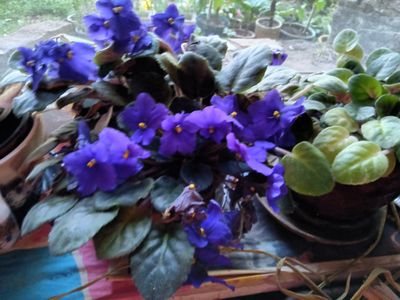 Blue African Violet. Photograph credit, Gail Swanson