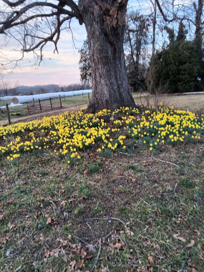 daffodils around the base of an oak tree
