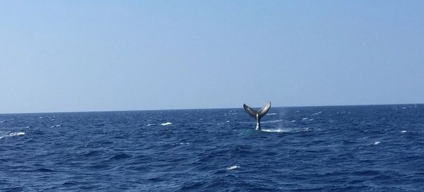 Experience whale watching like no other place in the USA! Humpback whales arrive yearly   