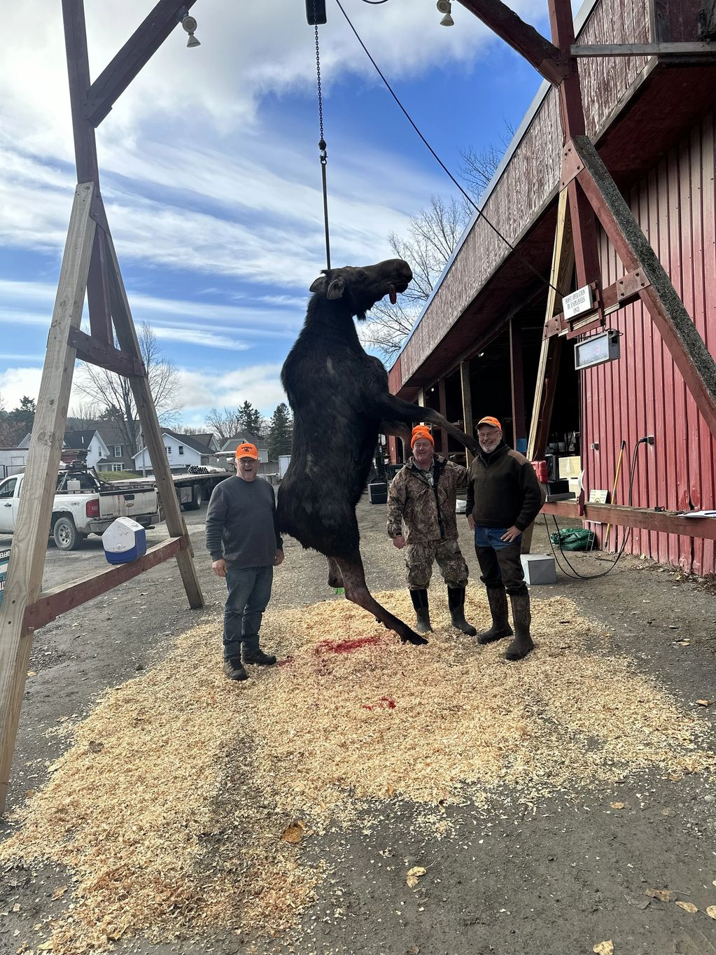 Maine Moose