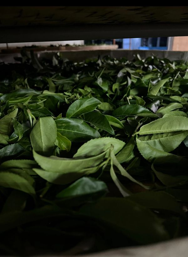 Terraced tea rows in the Taitung valley